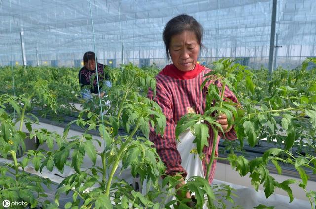 番茄茎基腐病高温高湿盛发，可致植株萎蔫枯死，今天教你高效防治14