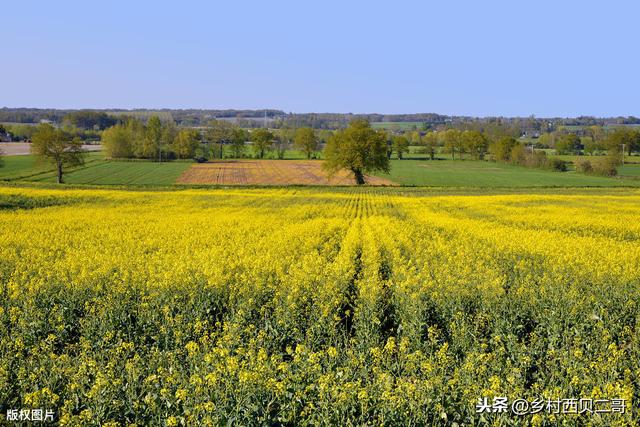 油菜播前、播后苗前或移栽前除草剂的安全使用技术