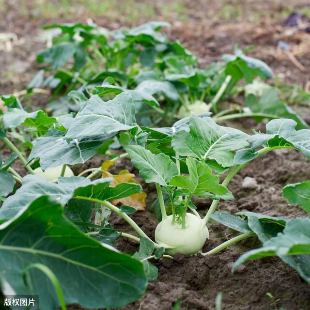 十字花科蔬菜常见病虫害防治方法，这里有秘诀！12