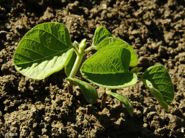 大豆种植过程中，地老虎可能会造成绝收，教你如何防治2