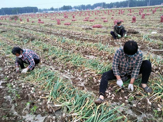 农民种植大蒜，蒜田除草你知道多少？这些你都知道吗？5