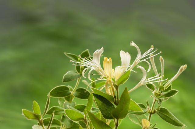 这种花不是金银，胜似金银，可泡茶可赏花可入药，种植技巧请收好6