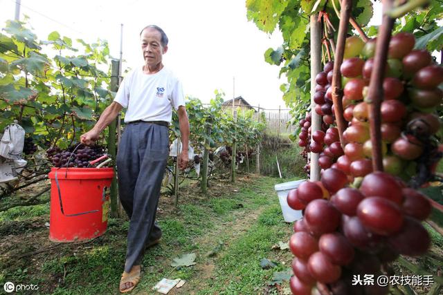 葡萄技术：葡萄果园常见三种病害症状、发病规律及防治措施详解