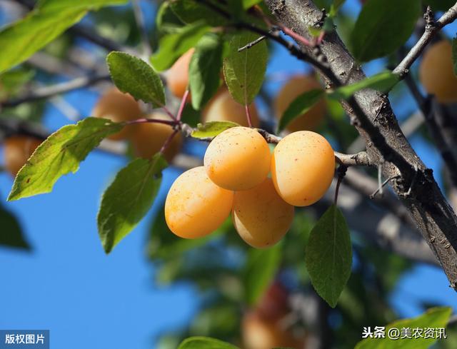 枇杷病虫害的发生特点及综合防治技术研究，早知早受益，建议收藏8