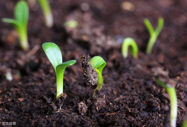 常见除草剂在土壤中的持效期是多久？涨知识了