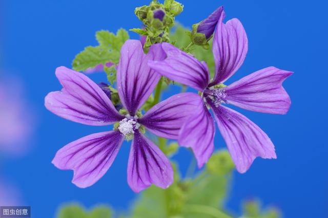花葵 花葵「花葵花」 生活