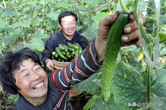 黄瓜种植，如何有效防治靶斑病、霜霉病、细菌性角斑病、炭疽病？18