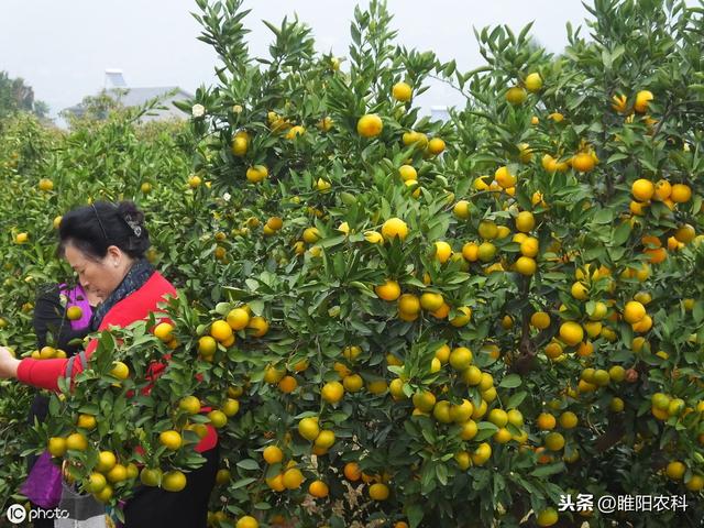 这个药专杀最难治的绿盲蝽、介壳虫、烟粉虱等害虫，喷一次管半月5