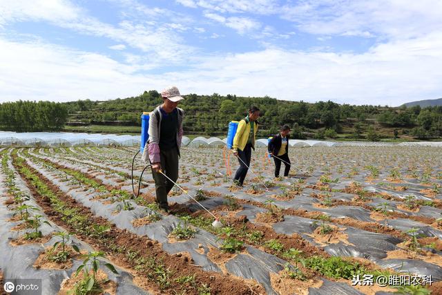 这个除草剂可用于玉米、花生、大豆等20多种作物，除草干净又安全6