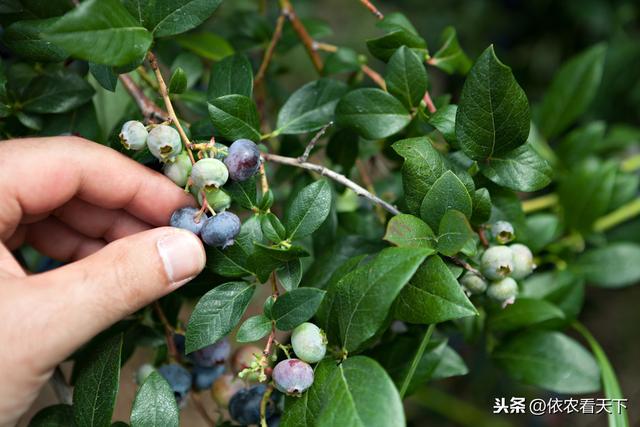 蓝莓要想产量好，花果期种植细节很重要，4大管理要点供参考7