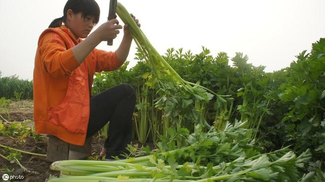 芹菜的四大“杀手”，老农民总结发病症状和防治方法5