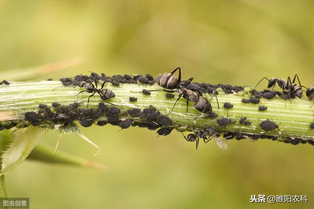 蚜虫这样治只需一次，就能管80天，简单又高效，为什么很少人采用2