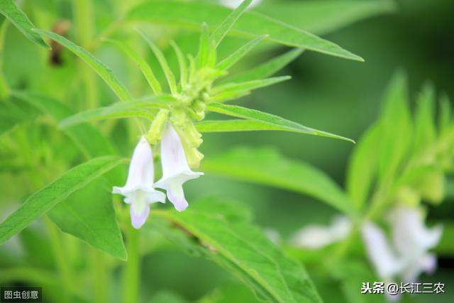 芝麻苗期“卡脖子雨”，农民必须重点防控2