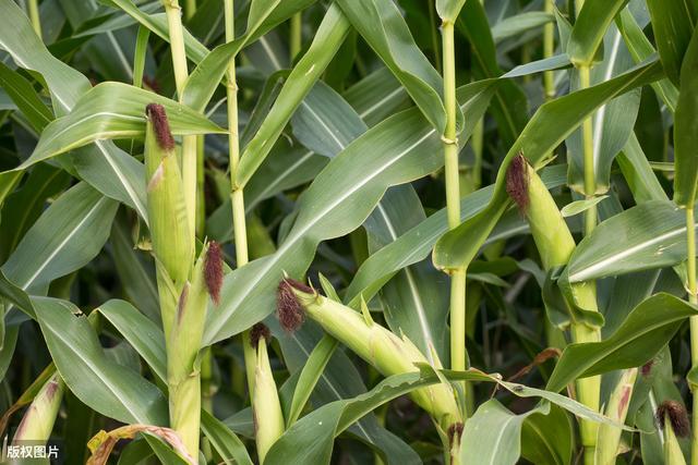 玉米生理病害发病症状，及防治对策，种植户都了解吗？
