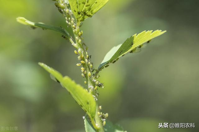 又一个防治蚜虫、粉虱的新药上市，比吡虫啉效果高17倍