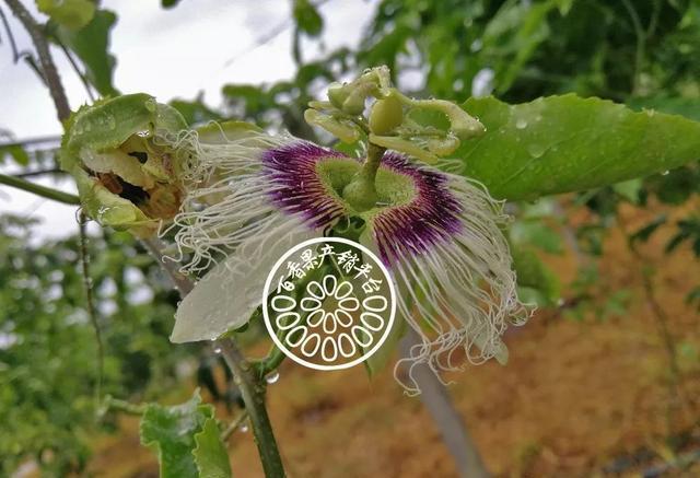 百香果落花严重、开花结不了果，花芽黄化，到底怎么回事？3