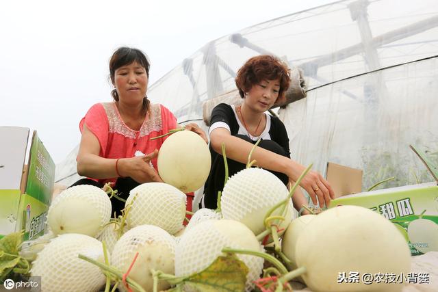 甜瓜缺硼危害大！这些甜瓜缺硼的原因和防治方法，你都知道吗？9