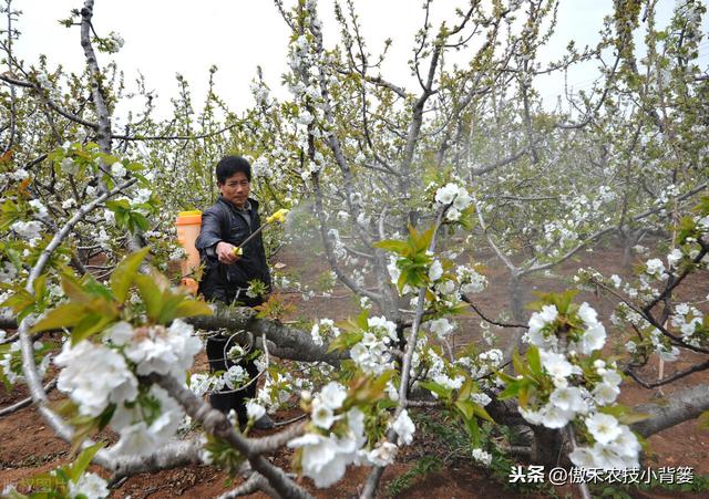 芸苔素内酯虽然好，但更要知道它好在哪、怎么选、怎么用才更好6