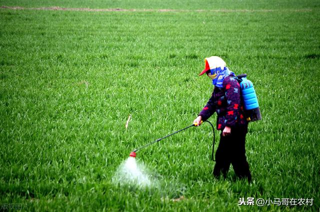 防治小麦蚜虫的3个药，效果都不错但都有优缺点，很多人还不清楚17