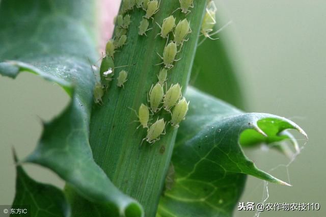 花椰菜常见病虫害的防治技术！6