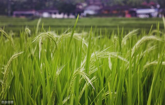 合川水稻病虫害防治，提高农户的经济收入，一起来学学吧6