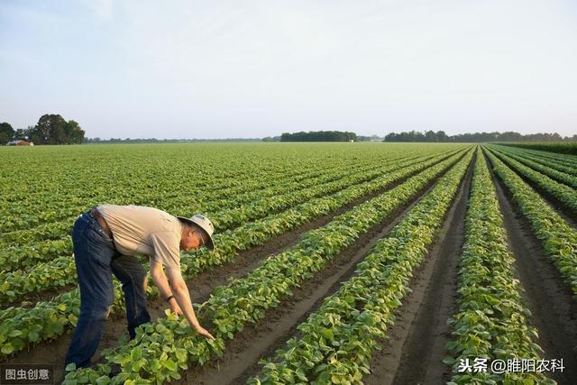 这个除草剂单、双子叶作物都可用，除草效果超好，死草特快