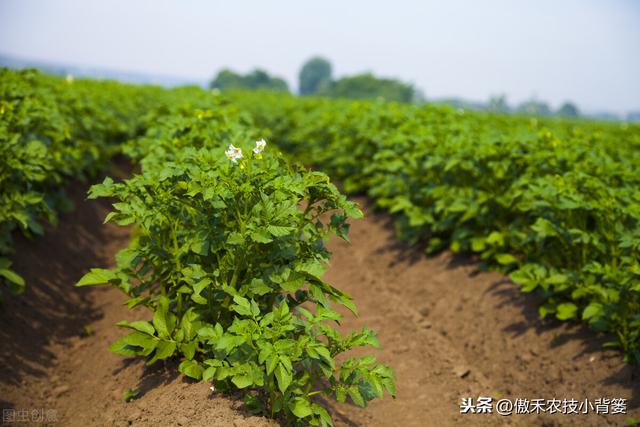 提高马铃薯产量品质的15个种植管理技巧，每个都很重要9