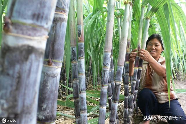 甘蔗赤腐病危害大，减产、降品、逐年重，这些方法助您防治它5