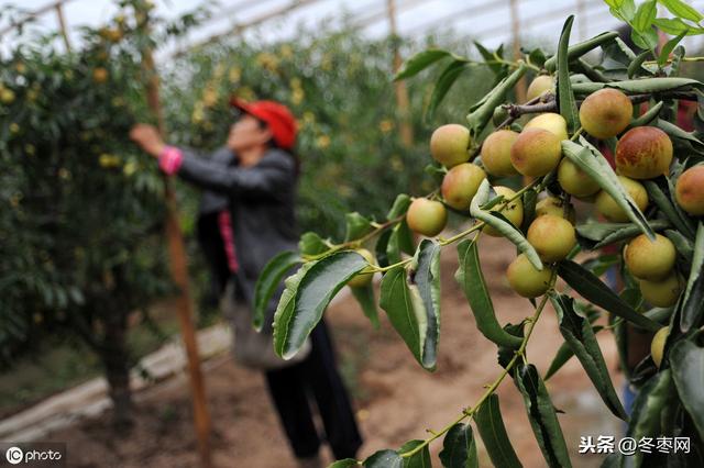 冬枣冷棚二膜扣棚时间「大荔钢架棉被冬枣管理技木」