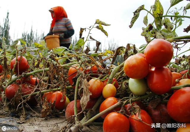 警惕！软腐病进入高发期，防治最有效的方法全在这3