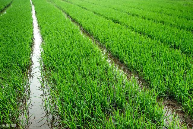 掌握水稻苗期常见的病害及防治方法，培育壮苗很简单