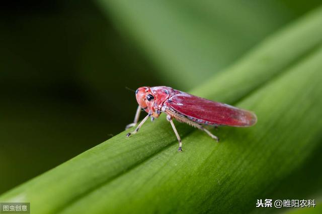 果实在膨大期注意防治这个小虫，毁叶严重