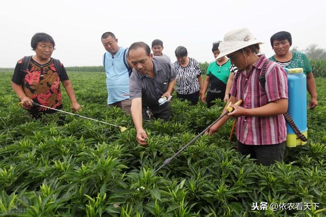 辣椒烟青虫难防难治，把握2个关键节点，掌握具体防治方法解决它8