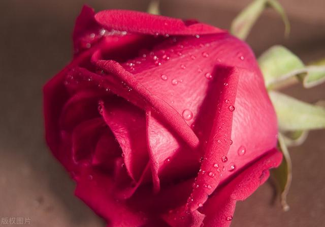 不同种类的玫瑰花如此多，分别表示什么含义？