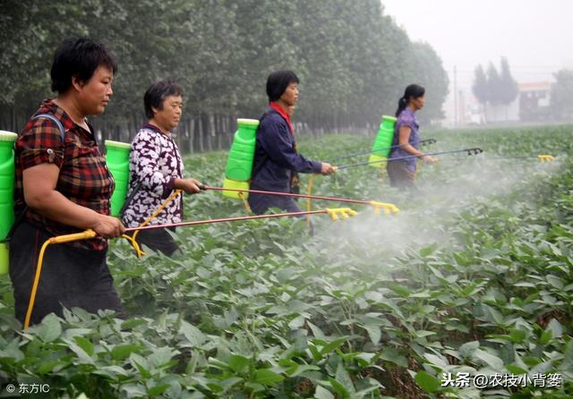 防治禾本科和阔叶类杂草，这些除草剂常见常用、低毒安全又高效！6