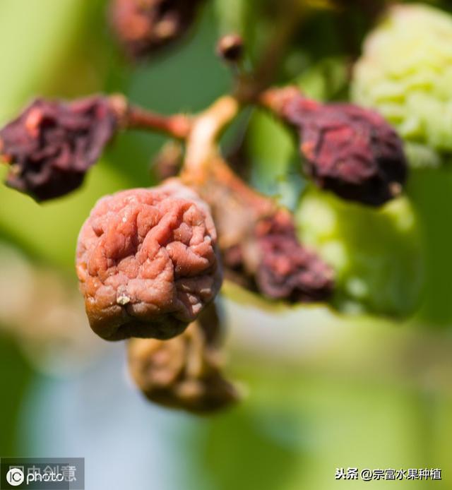 葡萄叶背面有白色霜霉物，赶紧使用这些防治措施，不然全园无收2