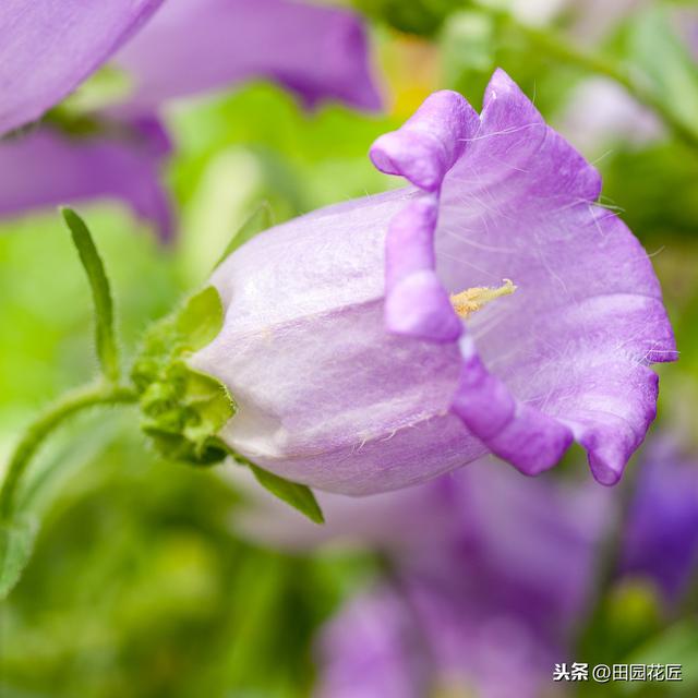 风铃花 风铃花（风铃花折纸教程） 生活