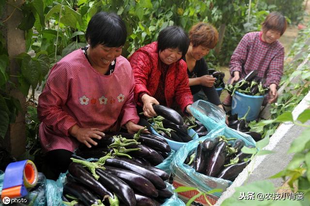 茄子僵果问题是哪些原因造成的？通过哪些方法才能有效预防？10