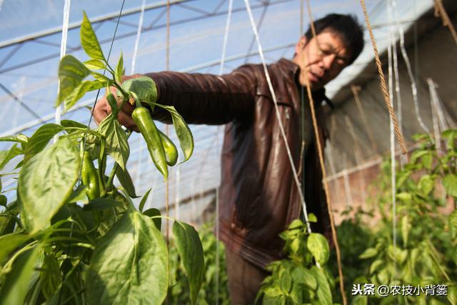 冬季大棚使用烟雾剂防治病虫害效果虽好，但一定要注意这4条7