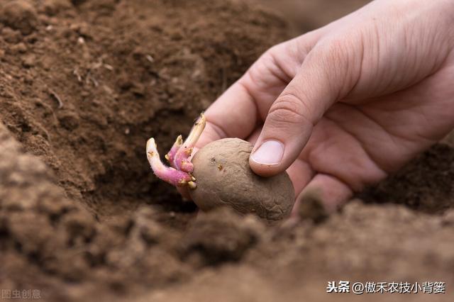 提高马铃薯产量品质的15个种植管理技巧，每个都很重要7