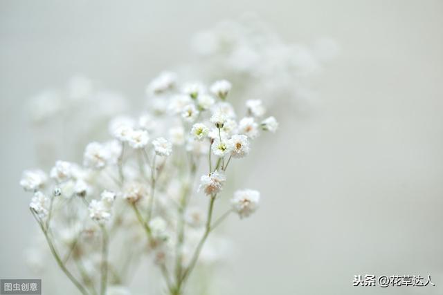 满天星的花语和寓意