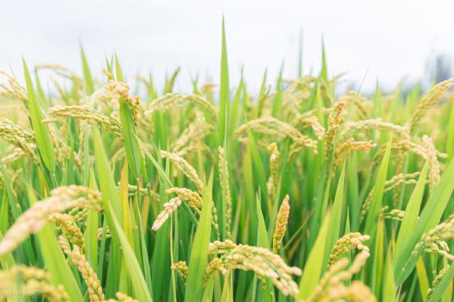 水稻上这样用芸苔素，禾苗壮、分蔸快、抽穗早，增产十分显著2