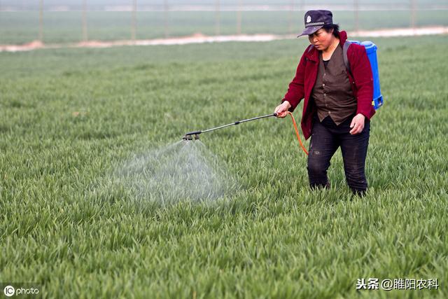 这个麦田除草剂比甲基二磺隆还好，2℃以上就能用，除草干净彻底5