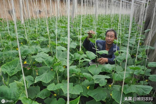 噻唑磷加上这个药，防效高10倍，速效性更好，持效期更长