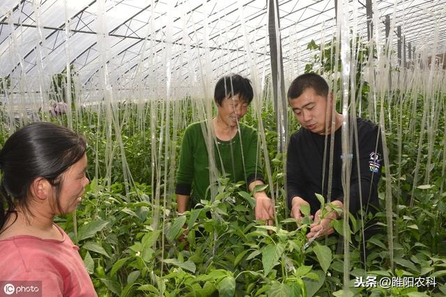 这几个配方对100多种真菌、细菌病害都具有保护、治疗和铲除作用