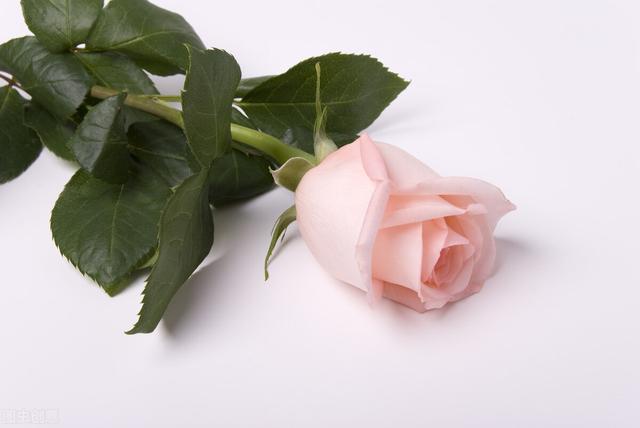 粉玫瑰代表什么意思 粉玫瑰代表什么意思（十一朵粉玫瑰代表什么意思） 生活