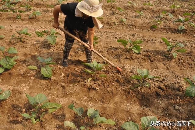 茄子只开花不结果，不仅仅是因为缺硼，了解全部诱因高效解决问题7