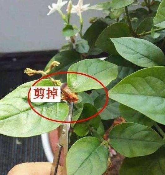 茉莉花的养殖方法