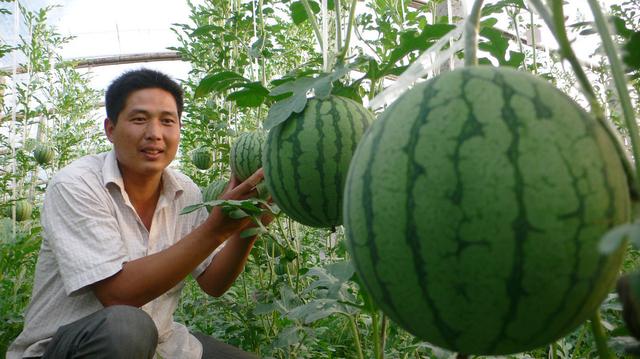 西瓜重茬病常见，及时做好防治工作，后期才能增产增收1