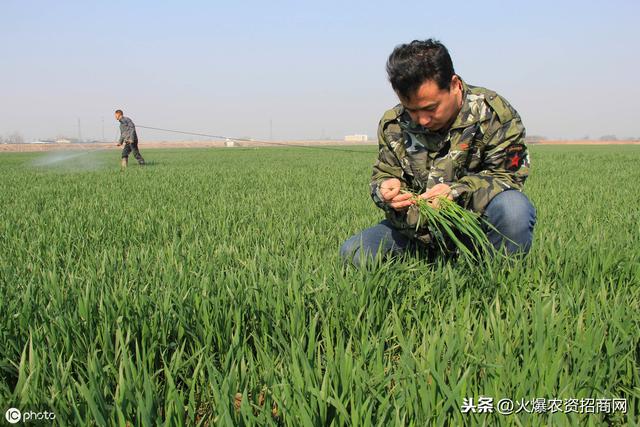 小麦除草剂药害怎么办？如何补救？记住这4点，已经足够